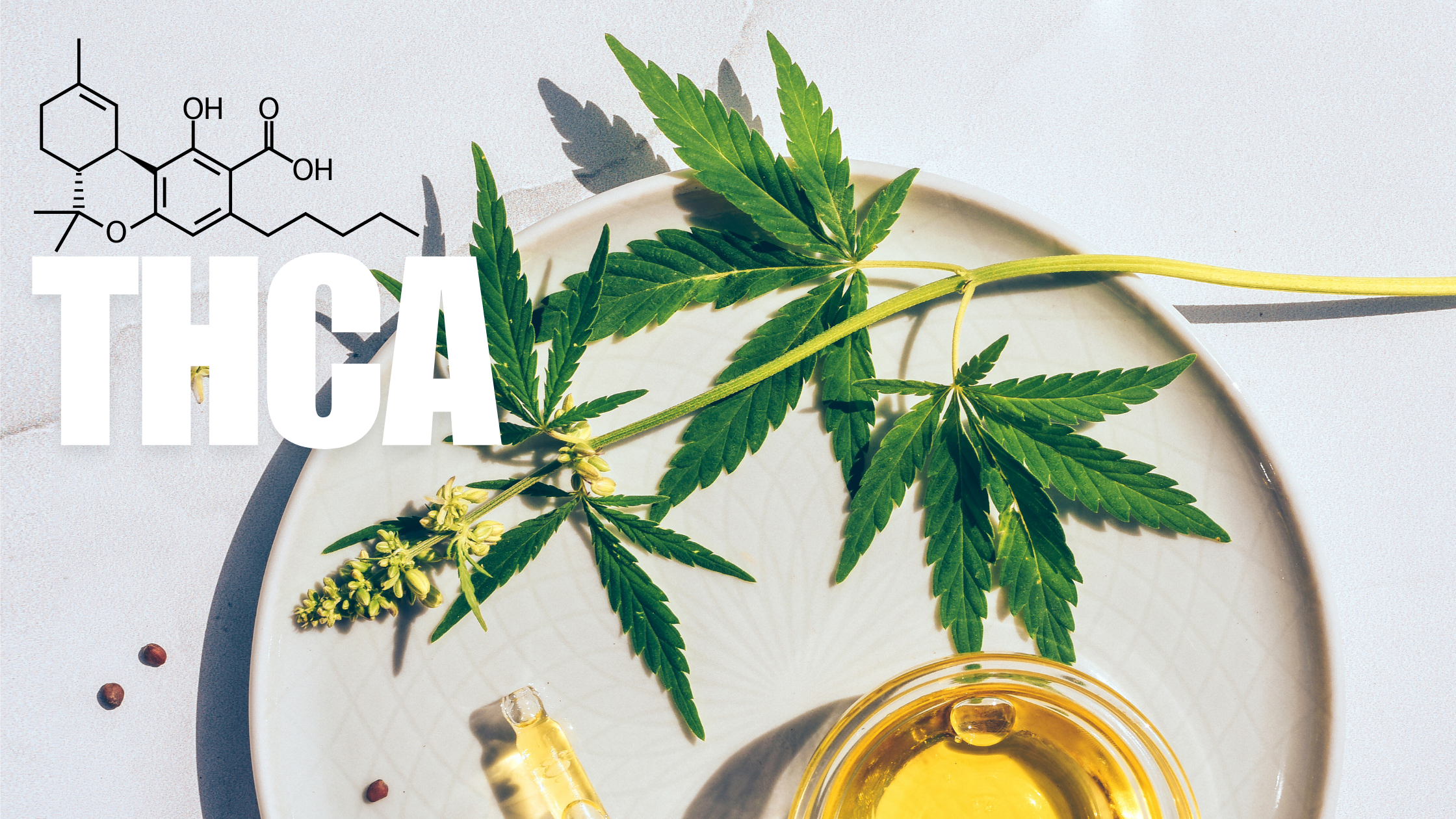 Is THCA Strong? Understanding Its Potency and Benefits